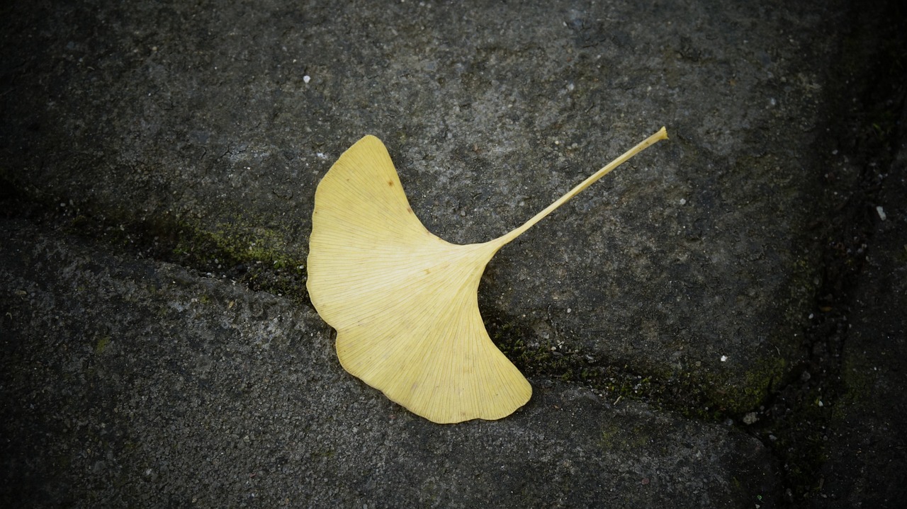 Ginko Leaf